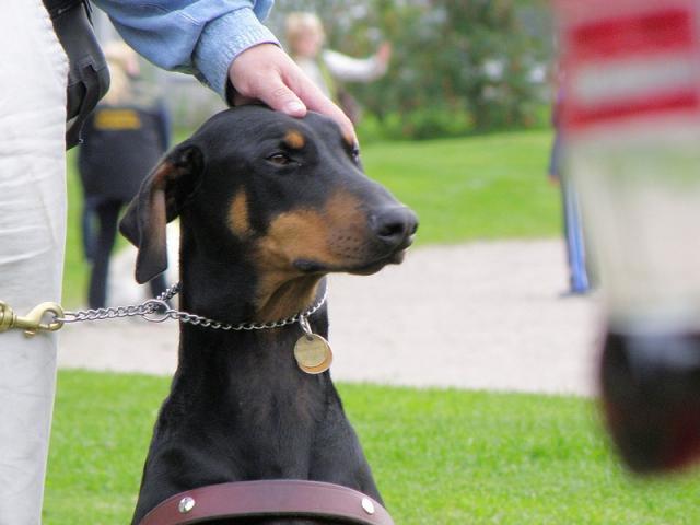 taburete Inflar Diplomático Mitos y Verdades Sobre el Collar de Ahorque – PaseaPerros.com Blog