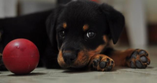 Los juguetes blandos son los mejores para los afilados dientes de tu cachorro.