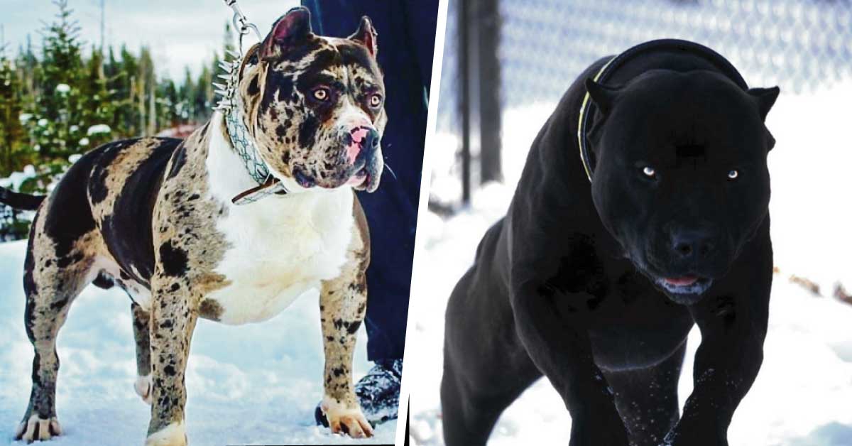 Estas son las de perros más temibles existen – PaseaPerros.com Blog